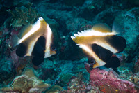 Heniochus pleurotaenia (Phantom Butterflyfish)