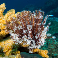 Anneissia bennetti (Bennett's Feather Star)