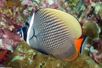 Chaetodon collare (White Collar Butterflyfish)
