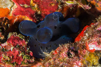 Coriocella hibyae (Velvet Snail)