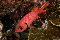 Myripristis berndti (Bigscale Soldierfish)
