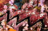 Helcogramma striata (Striped Triplefin)