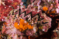 Hyotissa hyotis (Honeycomb Oyster)