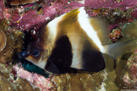 Heniochus pleurotaenia (Phantom Butterflyfish)