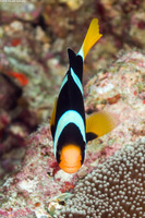Amphiprion clarkii (Clark's Anemonefish)