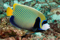 Pomacanthus imperator (Emperor Angelfish)