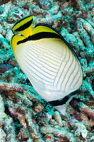 Chaetodon vagabundus (Vagabond Butterflyfish)