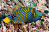 Balistapus undulatus (Orange-Lined Triggerfish)