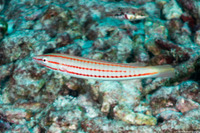 Hologymnosus doliatus (Pastel Ring Wrasse)