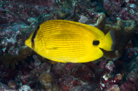 Chaetodon andamanensis (Andaman Butterflyfish)