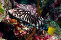 Anampses meleagrides (Yellowtail Wrasse)