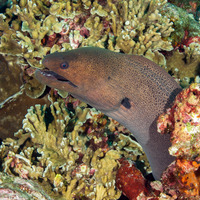 Gymnothorax javanicus (Giant Moray)
