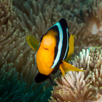 Amphiprion clarkii (Clark's Anemonefish)
