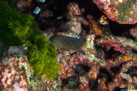 Plectroglyphidodon lacrymatus (Jewel Damsel)