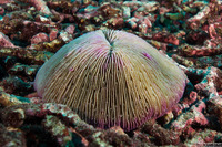 Fungia fungites (Common Mushroom Coral)
