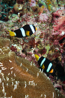 Amphiprion clarkii (Clark's Anemonefish)