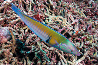Hologymnosus annulatus (Ring Wrasse)