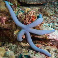 Linckia laevigata (Blue Sea Star)