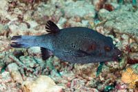 Arothron nigropunctatus (Blackspotted Puffer)