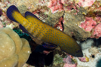 Cephalopholis argus (Peacock Grouper)