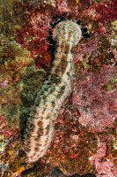 Pearsonothuria graeffei (Blackspotted Sea Cucumber)