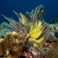 Anneissia bennetti (Bennett's Feather Star)