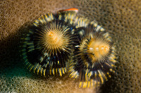 Spirobranchus sp.1 (Christmas Tree Worm)