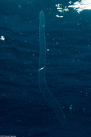 Cestum veneris (Venus's Girdle)