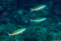 Pterocaesio tile (Bluestreak Fusilier)