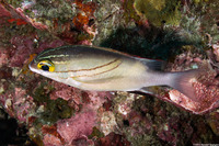 Scolopsis bilineata (Bridled Monocle Bream)