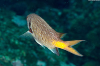 Chromis opercularis (Doublebar Chromis)