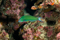Thalassoma lunare (Crescent Wrasse)