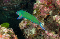 Thalassoma lunare (Crescent Wrasse)