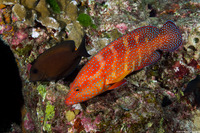 Cephalopholis miniata (Coral Grouper)