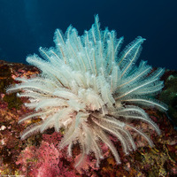 Anneissia bennetti (Bennett's Feather Star)
