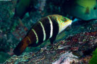 Hemigymnus fasciatus (Barred Thicklip)