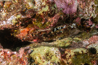 Pinctada margaritifera (Pacific Pearl Oyster)