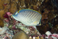 Chaetodon guttatissimus (Spotted Butterflyfish)