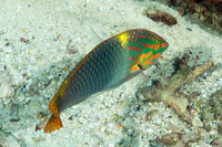 Halichoeres hortulanus (Checkerboard Wrasse)