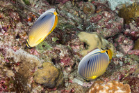 Chaetodon trifasciatus (Indian Redfin Butterflyfish)
