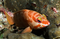 Epinephelus fasciatus (Blacktip Grouper)
