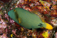Balistapus undulatus (Orange-Lined Triggerfish)