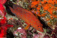 Cephalopholis miniata (Coral Grouper)