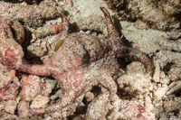 Harpago chiragra (Chiragra Spider Conch)