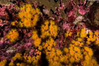 Tubastraea coccinea (Orange Cup Coral)
