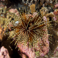 Echinothrix calamaris (Double-Spined Urchin)