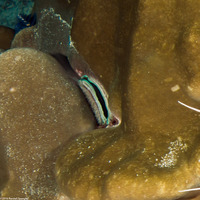 Pedum spondyloideum (Iridescent Scallop)