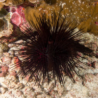 Echinothrix calamaris (Double-Spined Urchin)