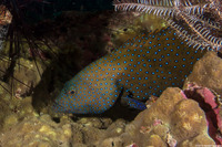 Cephalopholis argus (Peacock Grouper)