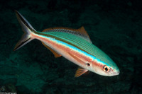 Pterocaesio tile (Bluestreak Fusilier)